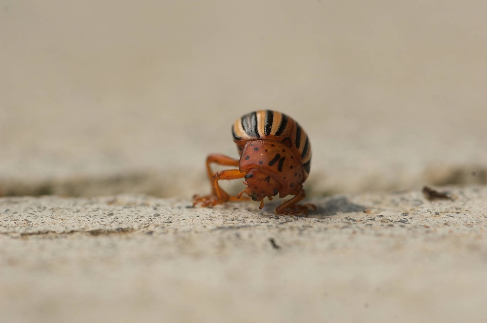 Colorado potato beetle-1