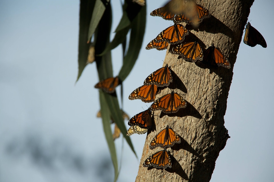 Monarch butterflies-1