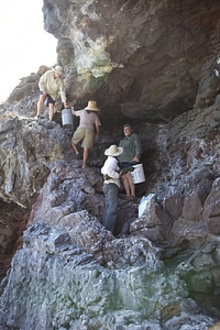 Nihoa MIllerbird Translocation
