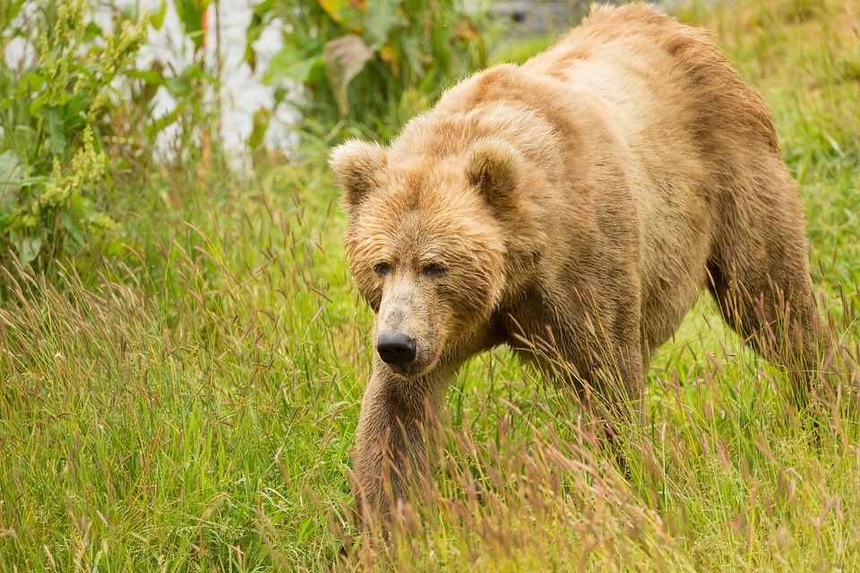 Adult Kodiak brown bear