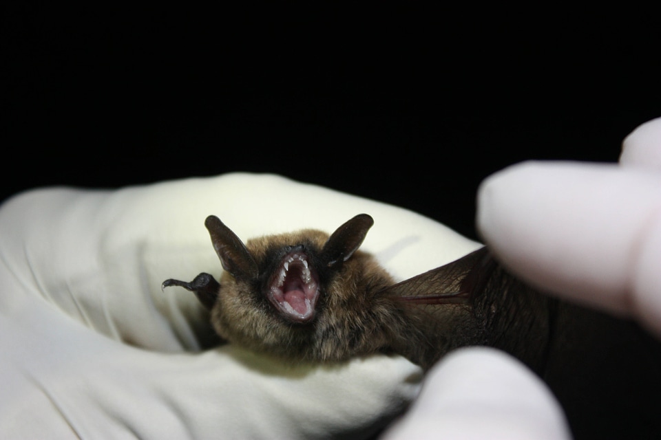 Eastern small-footed bat-2