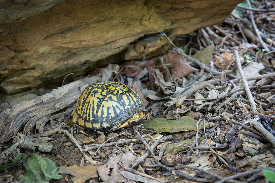 Eastern box turtle