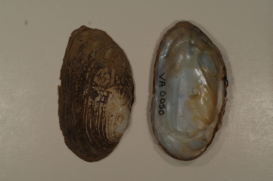 Lasmigona costata-1