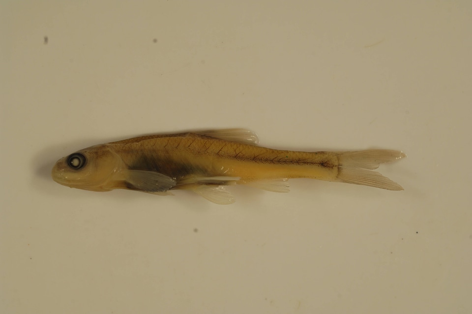 Pimephales promelas