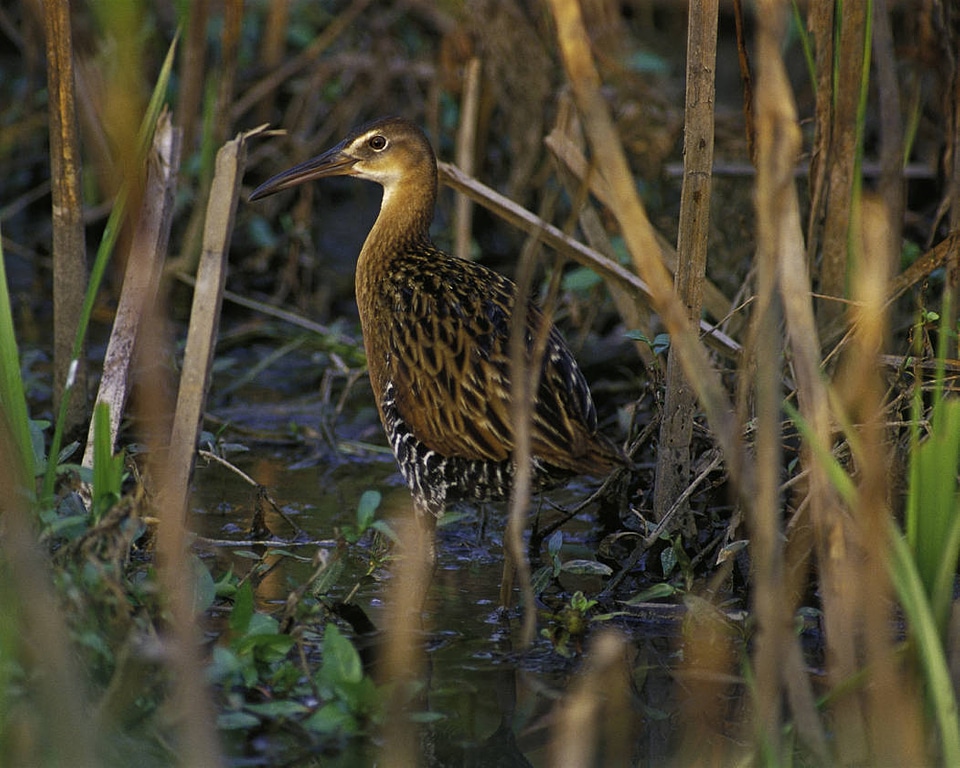 King Rail at Clarence Cannon National Wildlife Refuge