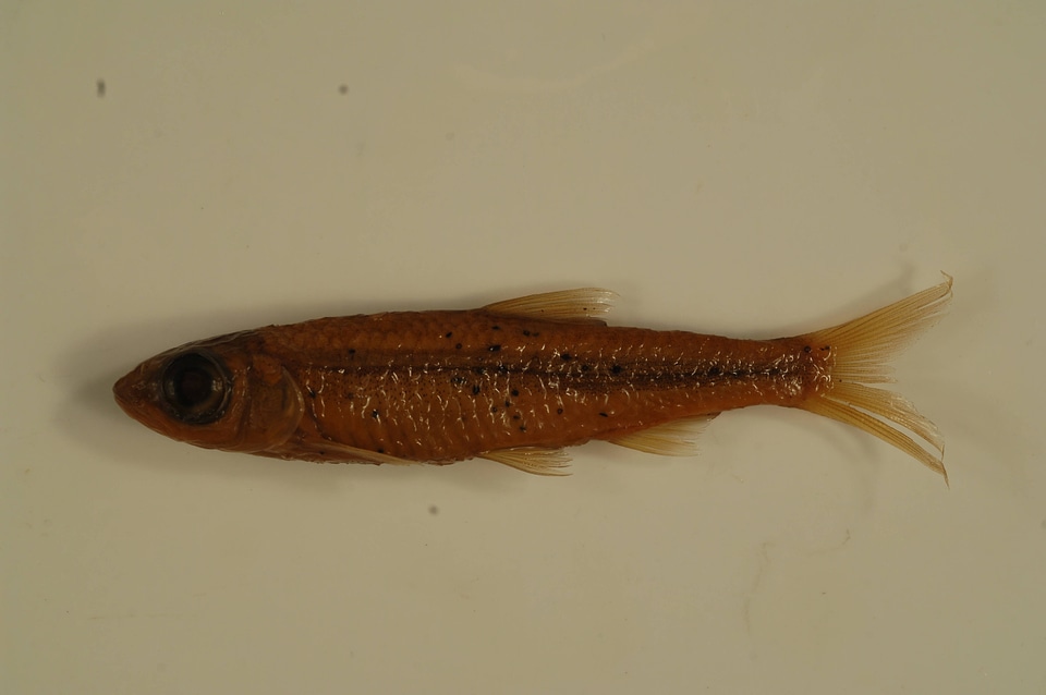 Notropis ariommus
