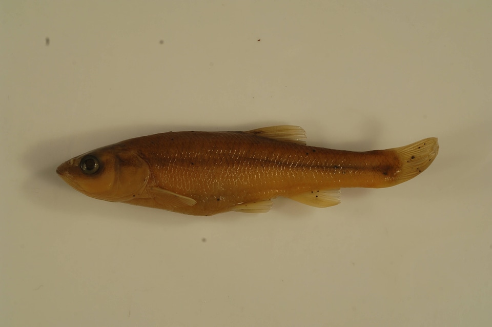 Semotilus atromaculatus