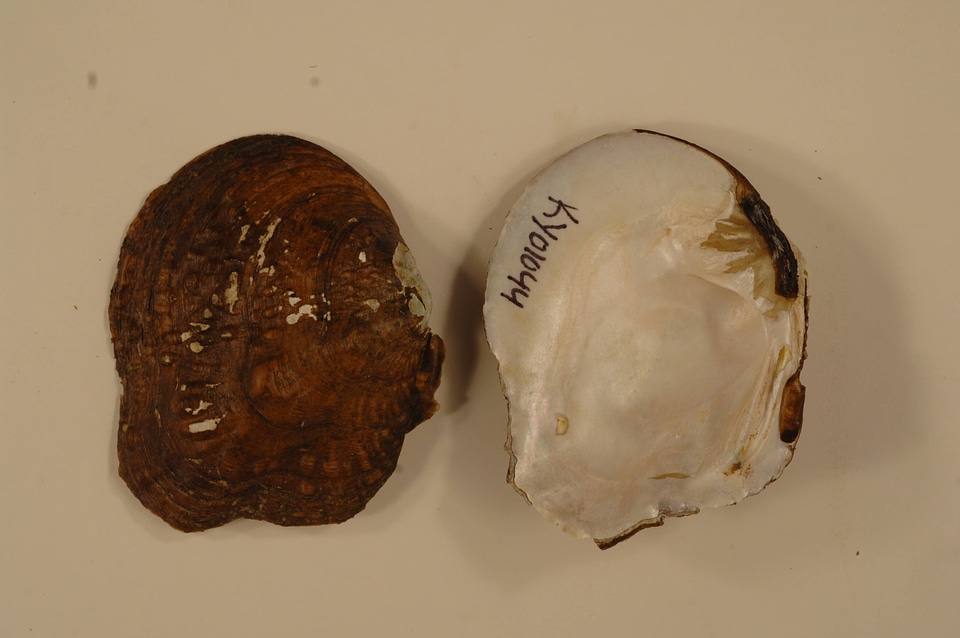 Theliderma metanevra