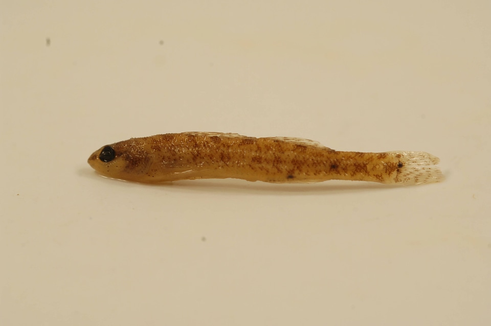 Etheostoma fusiforme