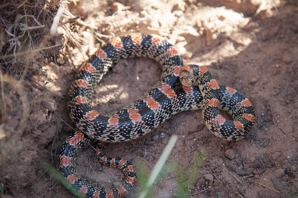 Long-nosed Snake-1