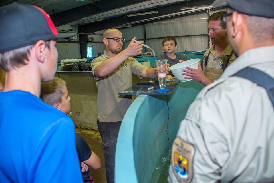 Hatchery workers spawn Endangered pallid sturgeon