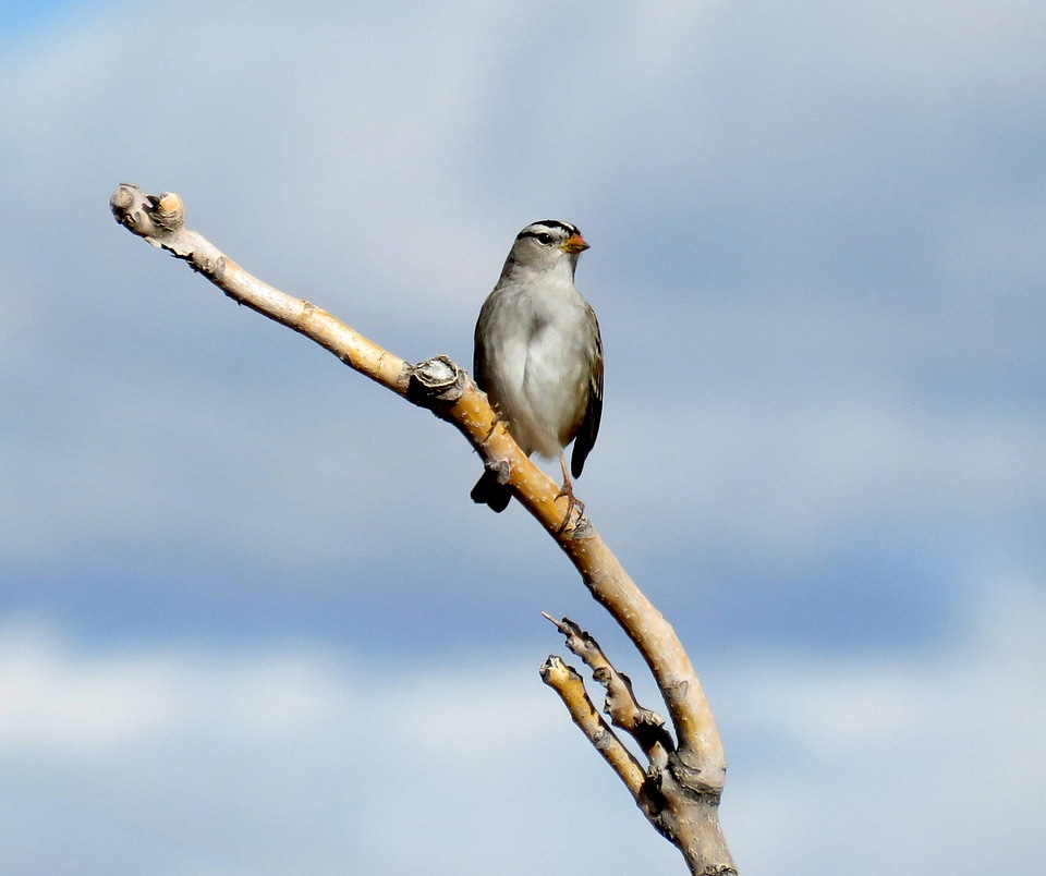 White-crowned Sparrow