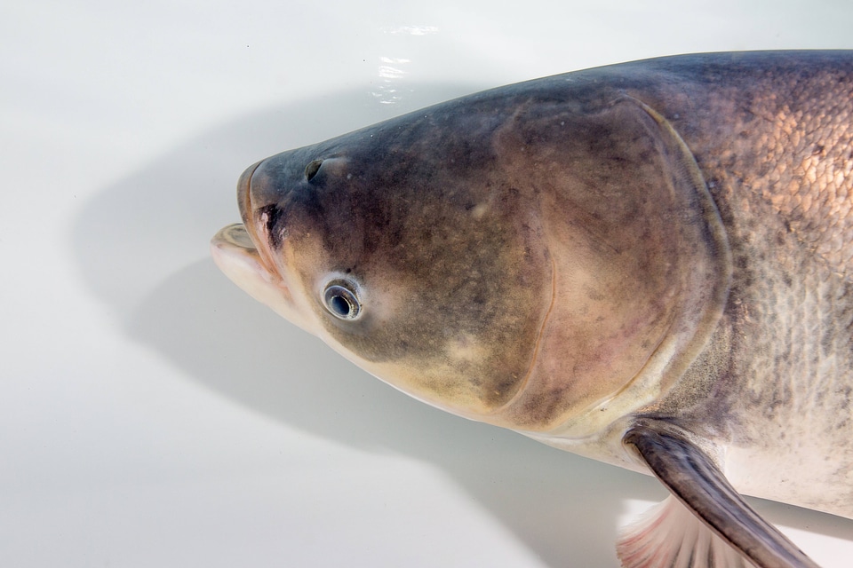 Bighead Carp Adult-1