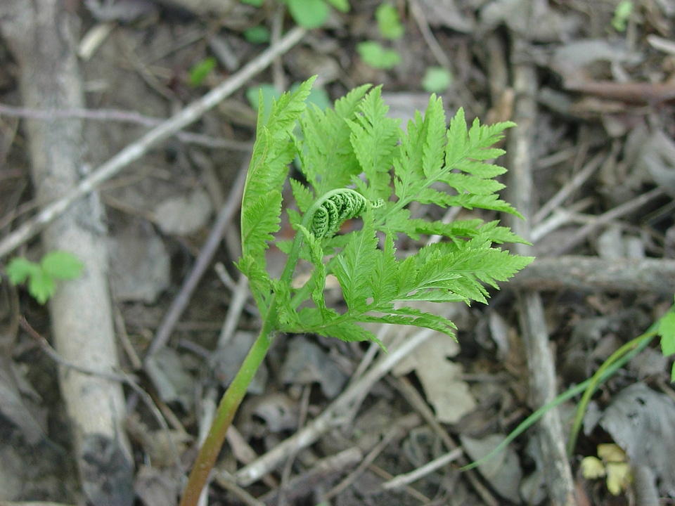 Rattlesnake fern at Neal Smith National Wildlife Refuge
