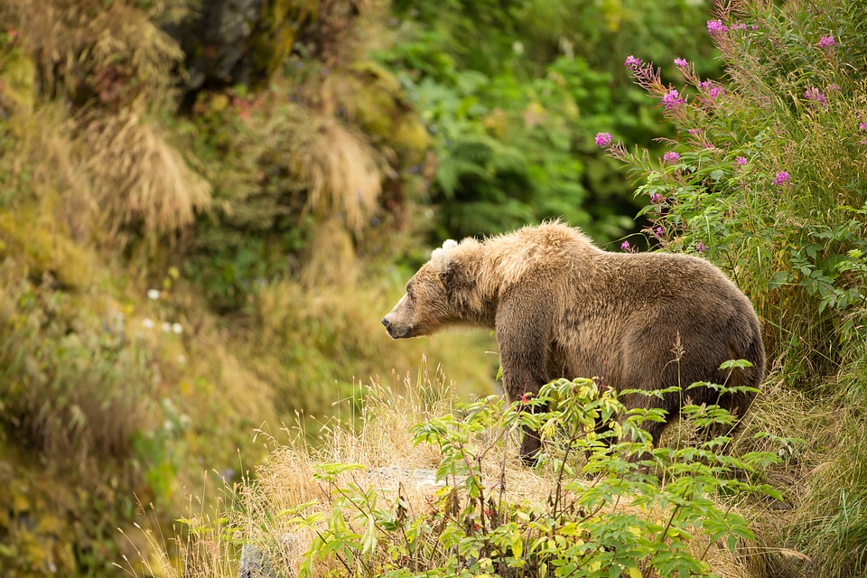 Kodiak brown bear and wildflowers