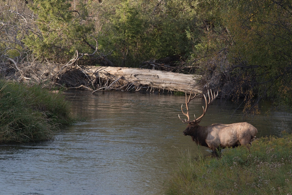 Bull Elk in Mission Creek