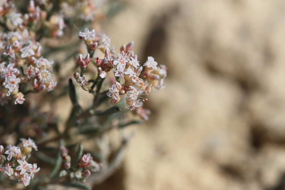 clay-loving wild buckwheat