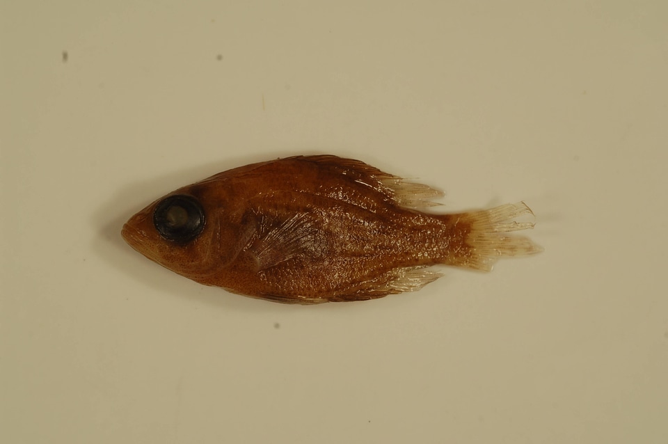 Ambloplites ariommus