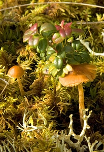 Vegetation and ground cover