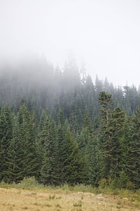 Western evergreen forests photo