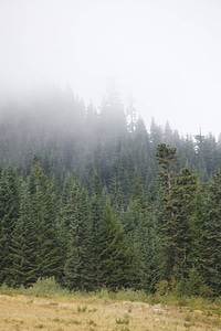 Western evergreen forests