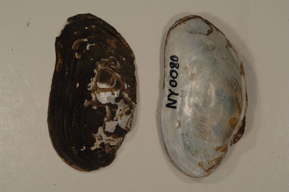 Alasmidonta varicosa