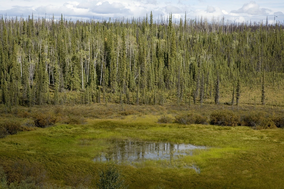 Forest surronded by wetlands at Tetlin National Wildlife Refuge