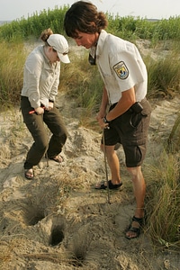 Fish and Wildlife Service employees probe for turtle nests.