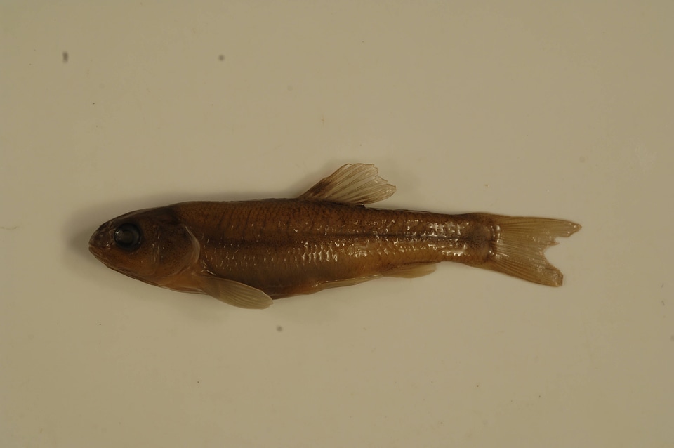 Pimephales promelas-1