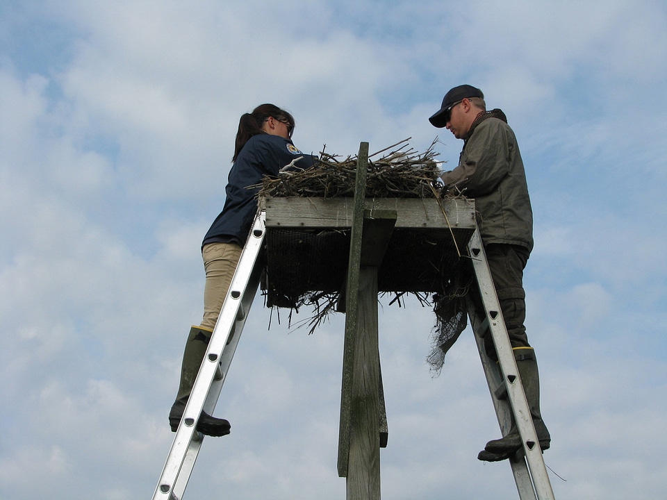Osprey chick banding