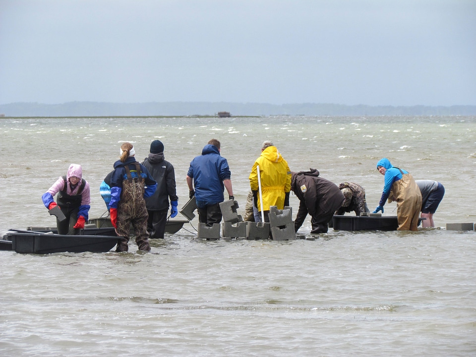 Refuge staff and volunteers and The Nature Conservancy volunteers build oyster castles