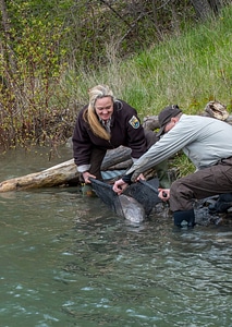 USFWS Fisheries workers prepare to release Lake sturgeon in Niagara River, New York