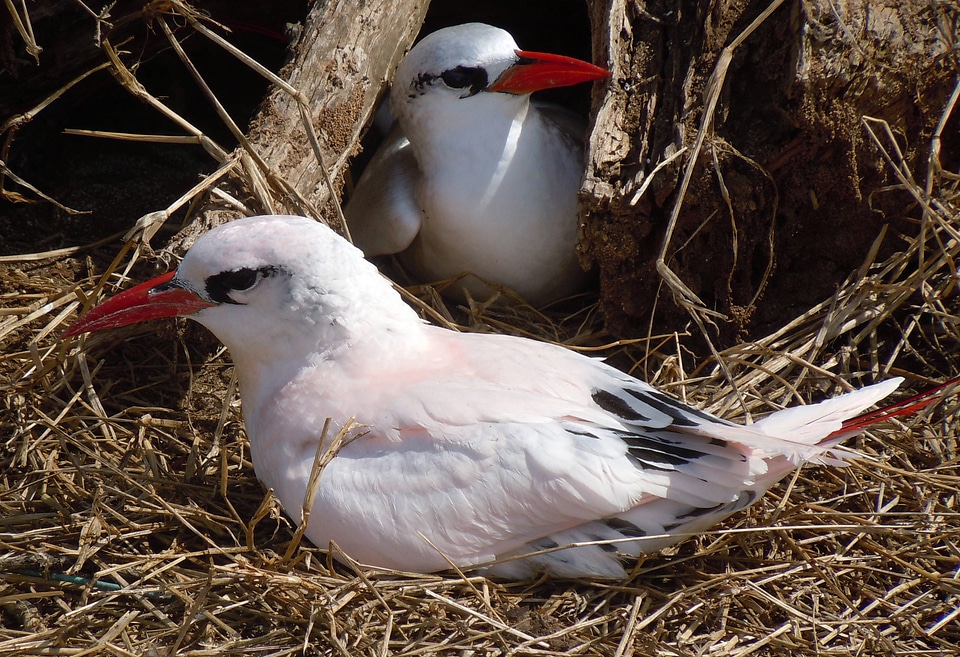 Red-tailed Tropicbirds