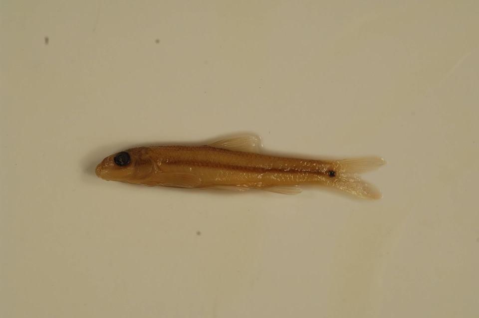 Phenacobius mirabilis
