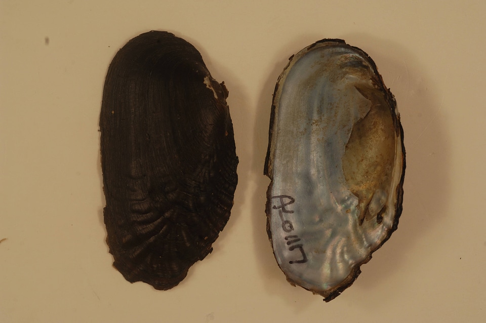 Margaritifera marrianae-2