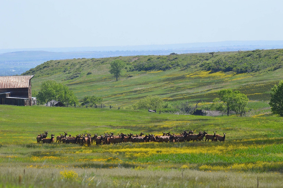 Elk herd at National Trails Day opening ceremony