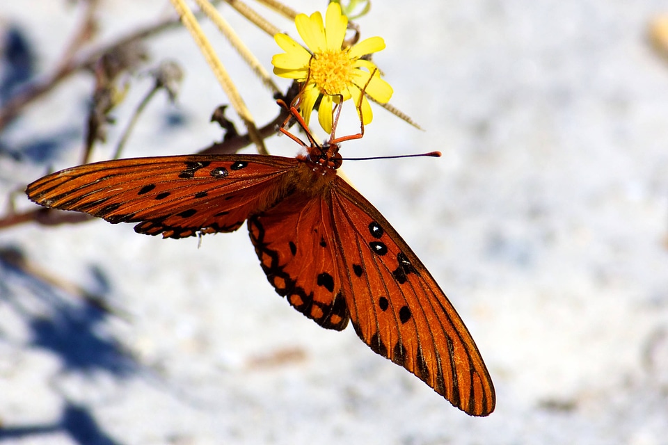 Gulf Fritillary at Bon Secour NWR