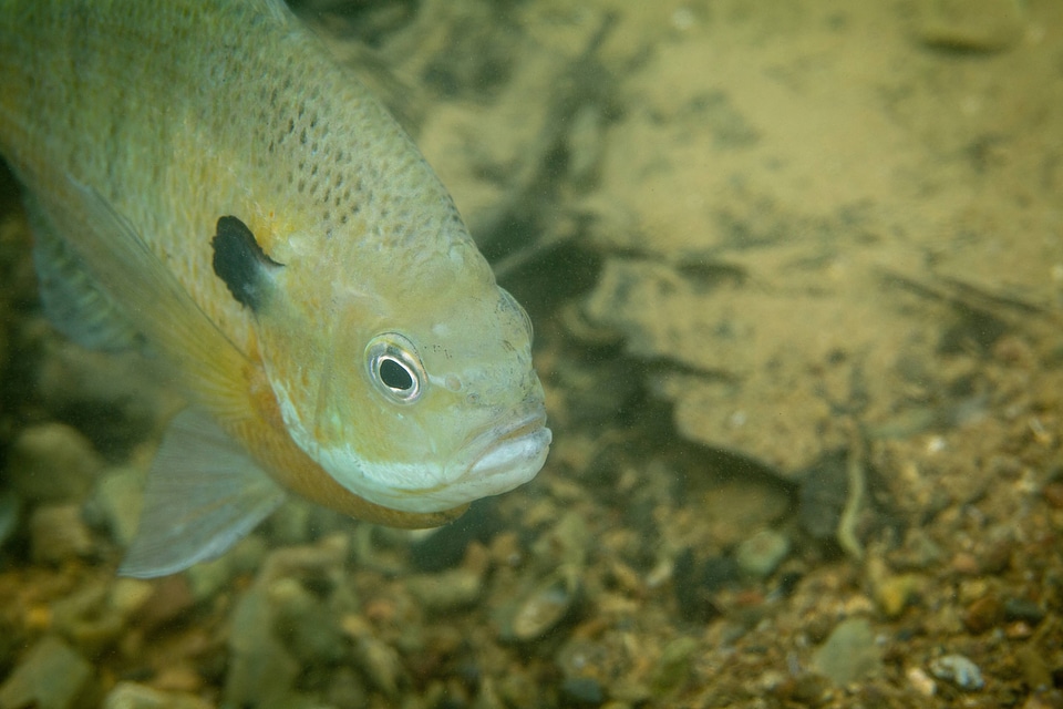 Bluegill on nest-1