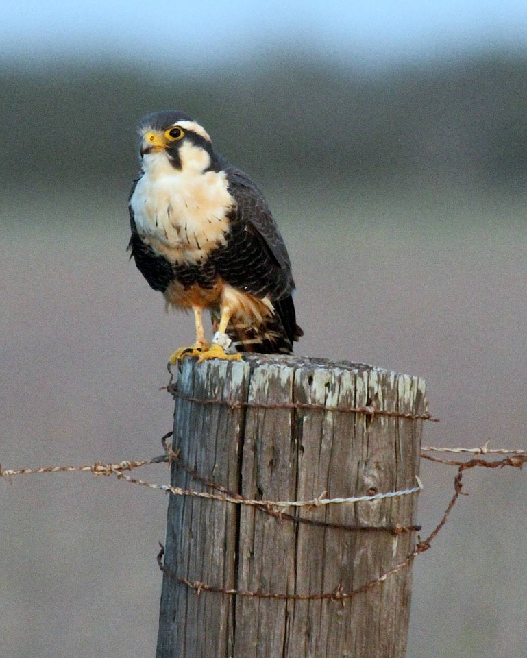 Northern Aplomado Falcon