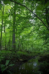 Stream bed in the forest