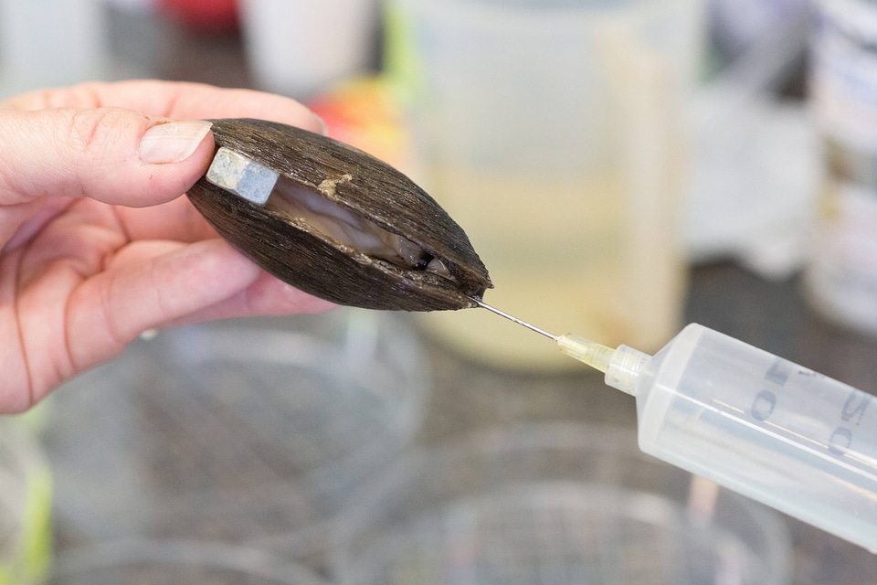 Extracting glochidia from freshwater mussel-3