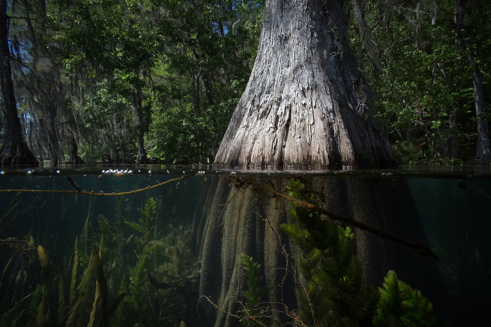 Bald cypress scenics in spring fed lake