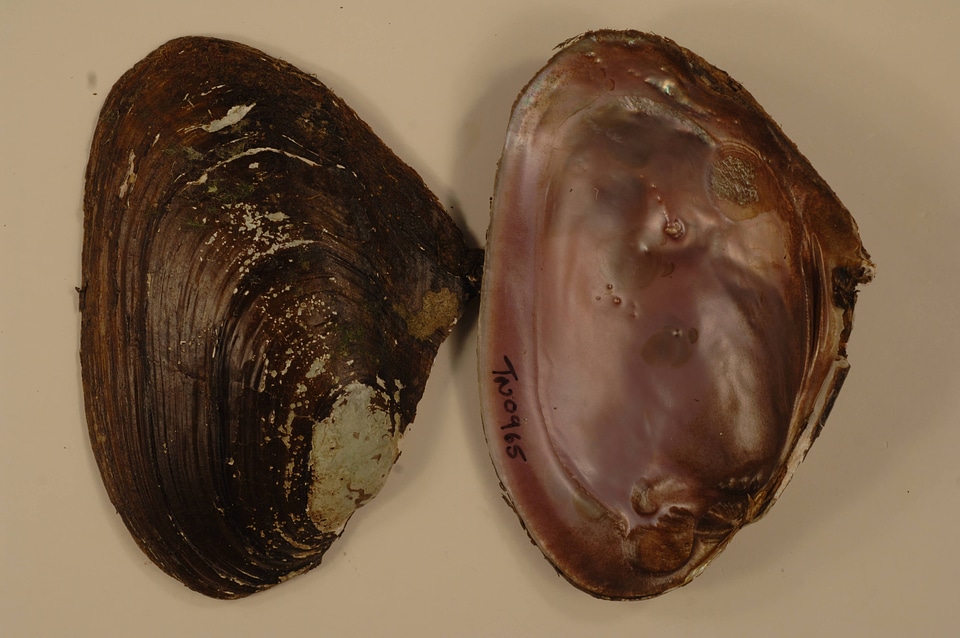 Potamilus alatus