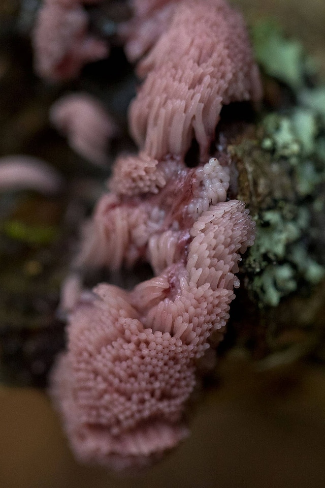 Slime mold