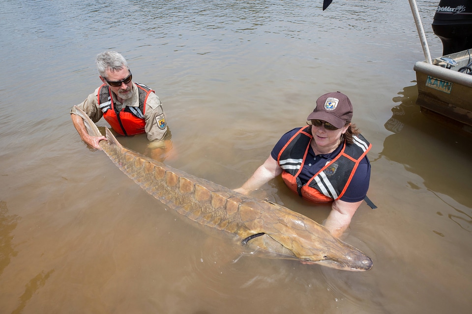 Biologists show length of Gulf sturgeon in river-1