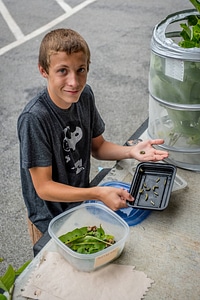 Volunteer feeds caterpillars in holding containers