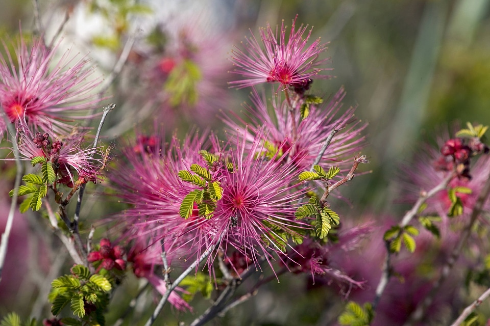 Flowers at Buenos Aires National Wildlife Refuge