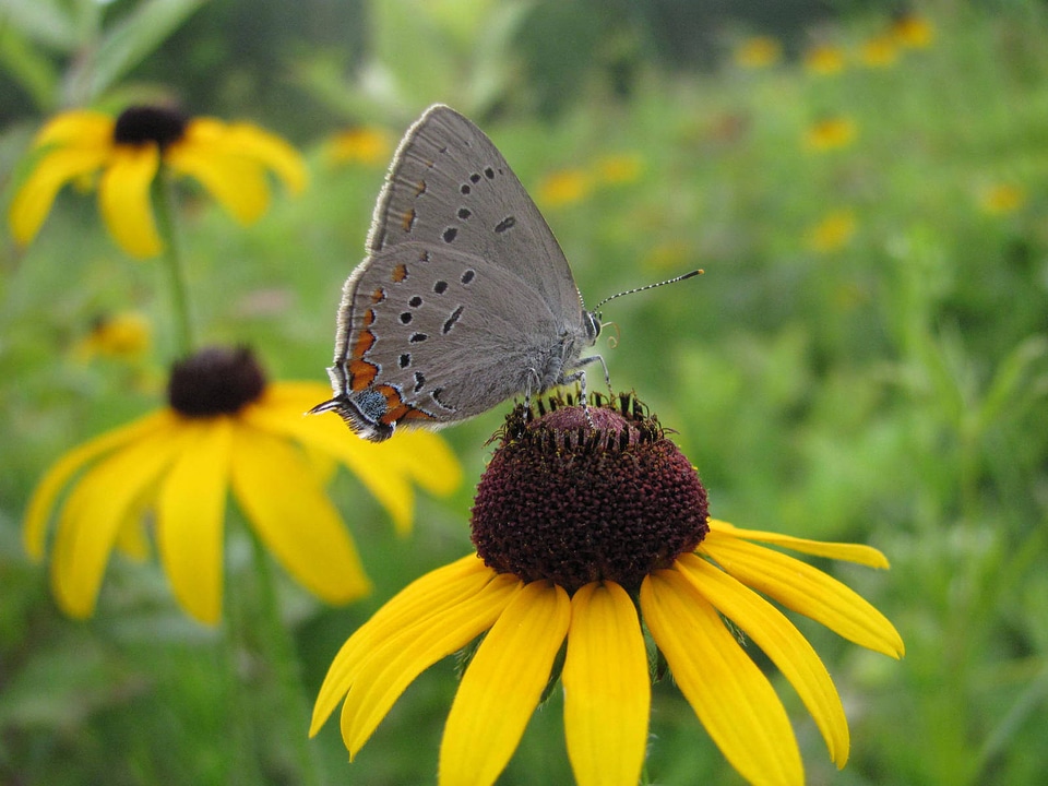 Acadian hairstreak