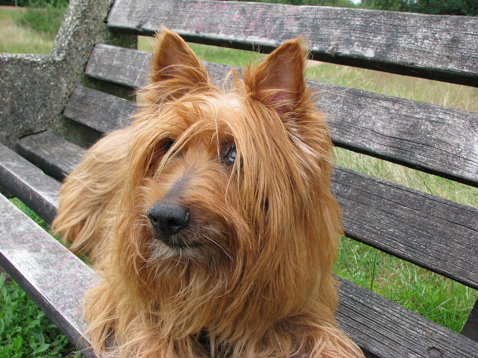 Canine pet animal