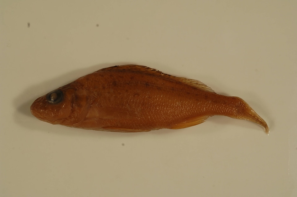 Gymnocephalus cernuus